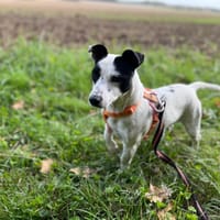 ROCKET VAA, chien à adopter