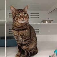 chanvre, chat à adopter