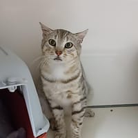 Zeyn, chat à adopter