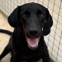 BENDER, chien à adopter