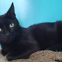 CHAUDRON C, chatte à adopter