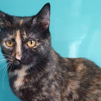 PUMPKIN C, chatte à adopter