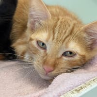 AROW, chat à adopter