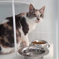 Pimente, chatte à adopter
