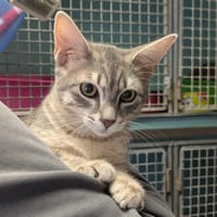 PEPITE [CHATON], chatte à adopter
