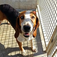 JUMBO, chien à adopter