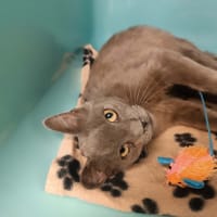 LUNAR, chat à adopter