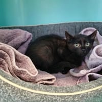 AMIR, chat à adopter