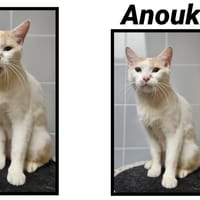 ANOUK(Réservée), chatte à adopter