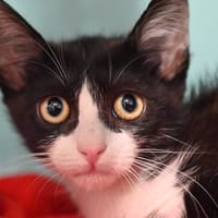 SUZIE, chatte à adopter