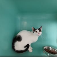 Verveine, chatte à adopter