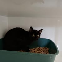 BRASSENS, chat à adopter