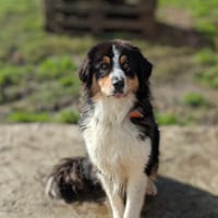 TAO, chien à adopter