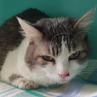 LANTERNE C, chatte à adopter