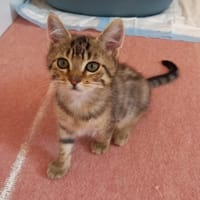 ARROW reservé, chat à adopter