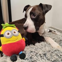 PAO QCN, chien à adopter