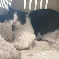 NEUTROGENA QCT, chatte à adopter