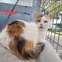 Tulipe, chatte à adopter