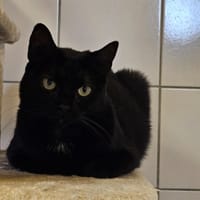 INDY, chatte à adopter