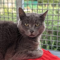 Mercedes, chatte à adopter