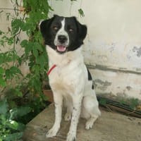 Minnie, chienne à adopter