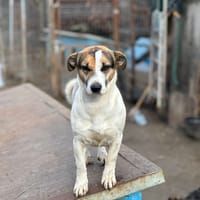 Mira, chienne à adopter
