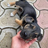 Nova, chienne à adopter