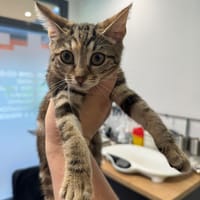 Céleste, chatte à adopter