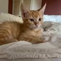 Peanut, chat à adopter