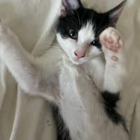 Biscuit, chat à adopter