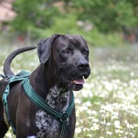 SIMBA, chien à adopter