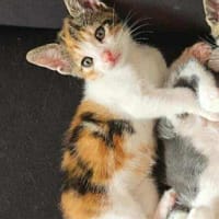 Punkin, chatte à adopter