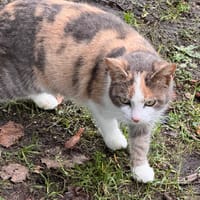 pepine, chatte à adopter