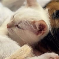 Chamallow, chat à adopter