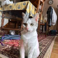 blanche, chatte à adopter