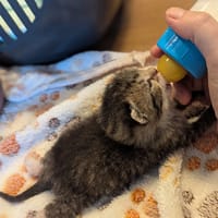 Harthur, chat à adopter