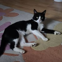 MATCHA, chat à adopter