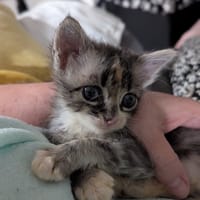 Nina, chatte à adopter