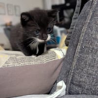 Panda, chat à adopter