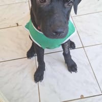 Cadentia, la magnifica, chienne à adopter