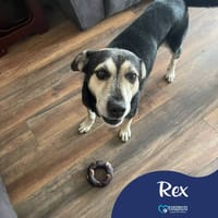 Rex, dog to adopt