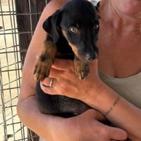 DEBBIE (Maria), chienne à adopter