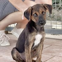 HUEY (Maria), chien à adopter