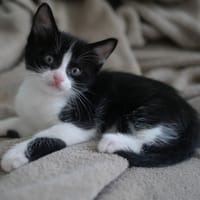 NOCCIOLA, chat à adopter