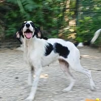 Vesta, chienne à adopter