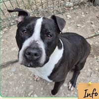 Newton, chien à adopter