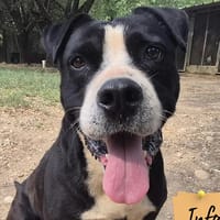 Lord, chien à adopter