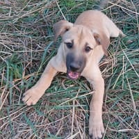 LEO, chien à adopter