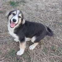 LEA, chienne à adopter