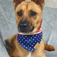 Pipa, chienne à adopter
